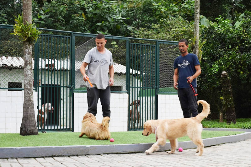 Por que Hospedar seu Pet em um Hotel?